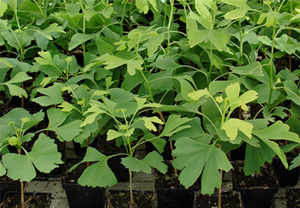 Quy trình nuôi trồng, sản xuất Ginkgo Biloba đạt chuẩn hoàn hảo của hãng ASAHI